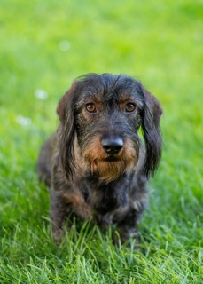 Rough-haired dachshund (Canis lupus familiaris) male, 4 years old, animal portrait, sitting on a