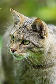 European wildcat or forest cat (Felis silvestris), captive, Switzerland