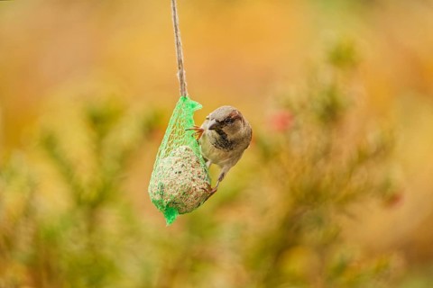 Male house sparrow (Passer domesticus) feeding on a hanging suet ball at a garden bird feeder, warm