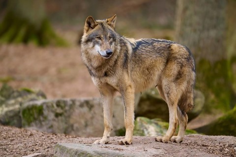 A wolf stands in the forest and looks away sideways, Wolf (Canis Lupus), Germany
