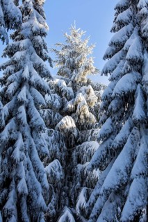 Winter landscape, snowy trees and branches