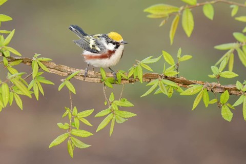 Chestnut-sided Warbler (Setophaga pensylvanica) perched on a branch, Texas, USA