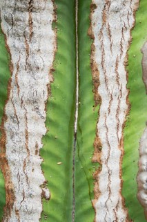 A detailed close up shot of a cactus trunk showcasing its unique texture and vivid green and white