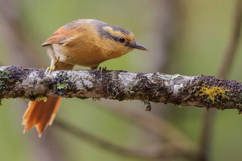 Buff-fronted Foliage-gleaner (Philydor rufum) perched on a branch in the Atlantic rainforest of