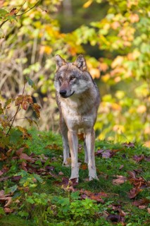 A eurasian gray wolf (Canis lupus lupus) stands on a meadow on a hill with a colourful foliage in