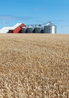 Field of wheat at silos at Sjörup, Ystad municipality, Skåne, Sweden, Scandinavia
