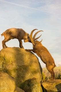 Two male ibex (Capra ibex) playing on a rock in the last light of the day