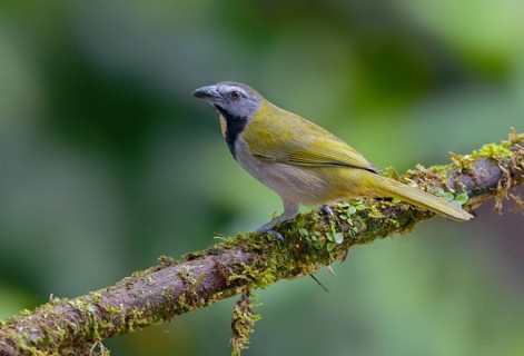 Buff-throated-Saltator (Saltator maximus) - at the Nature Pavilion in La Virgen, Costa Rica