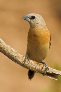 Yellow-rumped Mannikin (Lonchura flaviprymna), Western Australia, Australia
