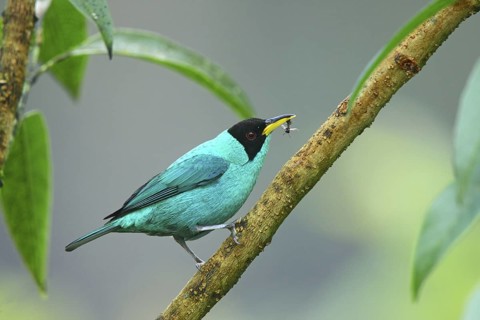 Green Honeycreeper Chlorophanes spiza San Jose, Costa Rica 7 November Adult Male Thraupidae