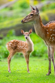 Sika deer (Cervus nippon) mother with her fawn on a meadow, Bavaria, Germany