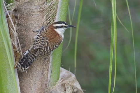 Rufous-naped Wren (Campylorhhynchus rufinucha) perched on a branch in Costa Rica, Central America
