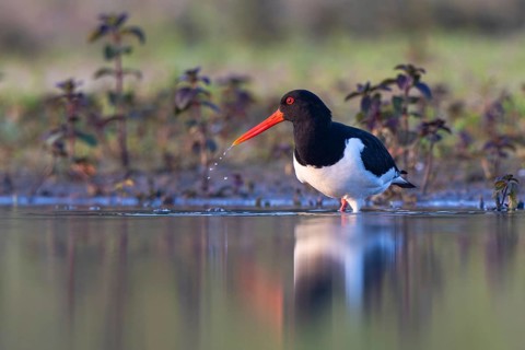Eurasian Oystercatcher (Haematopus ostralegus), North Rhine-Westphalia, Germany