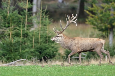 Red deer (Cervus elaphus) during the rutting season, capital stag in a forest clearing, wildlife,