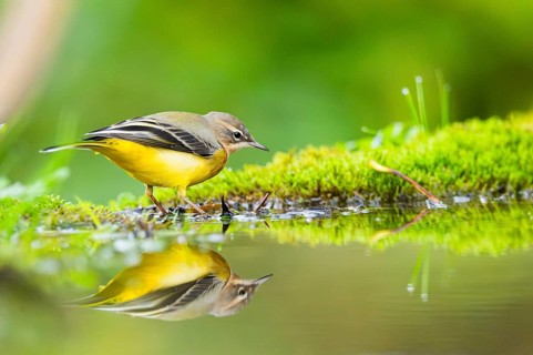 Grey Wagtail (Motacilla cinerea) hunting at a little lake in a swamp, wildlife, Germany