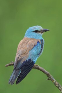 Roller, Almond Crow, (Coracias garrulus), animals, birds, raptors, raptor family, perch, biotope,