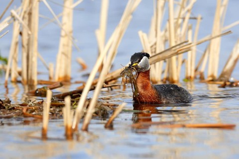 Red-necked Grebe (Podiceps grisegena) with nesting material, Mecklenburg-Western Pomerania, Germany