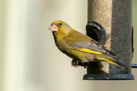 European greenfinch (Chloris chloris) adult male garden bird on a seed feeder, Suffolk, England,