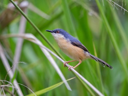 Ashy Prinia (Prinia socialis), Sri Lanka