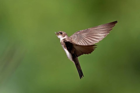 Sand martin (Riparia riparia), in flight with food in its beak, Reussegg nature reserve, Canton