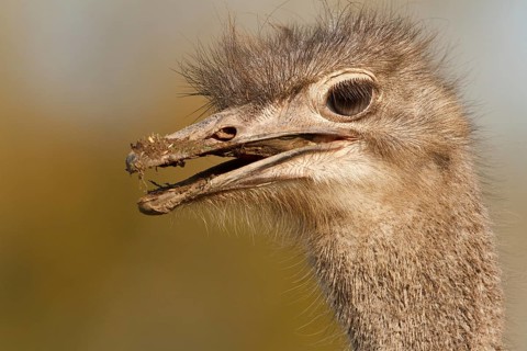 Common Ostrich (Struthio camelus), Rhineland-Palatinate, Germany