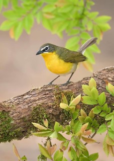 Yellow-breasted Chat (Icteria virens) perched on a log, Texas, USA