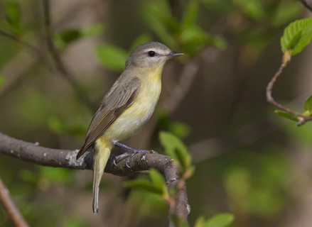 Philadelphia Vireo (Vireo philadelphicus), Ontario, Canada