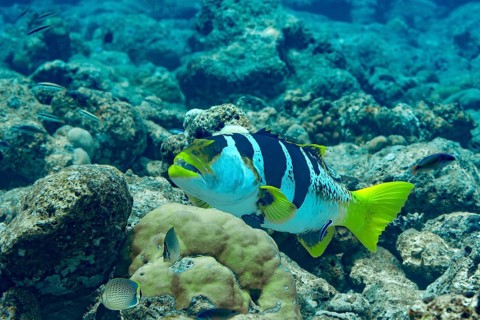 Vibrant Blue-spotted coral grouper glides through the coral reefs in the Maldives, showcasing its