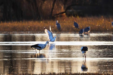 A variety of birds gather in a tranquil wetland at sunset, creating a serene scene of nature beauty