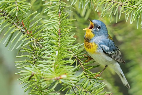 Northern Parula (Setophaga americana) perched on a branch in Ontario, Canada