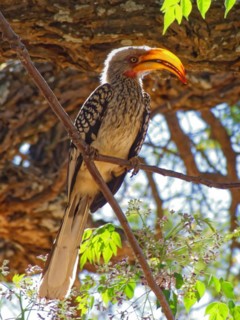 A yellow-billed hornbill, Tockus flavirostris, a species of hornbill, in a tree in Botswana.