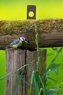 Eurasian Blue Tit (Cyanistes caeruleus) feeding offspring in nest, Hesse, Germany
