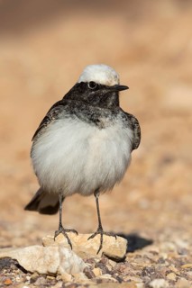 Hooded Wheatear (Oenanthe monacha) male, Eilat, Israel