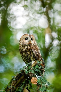 Tawny Owl (Strix aluco) captive, Germany