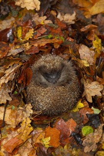 European hedgehog (Erinaceus europaeus) adult animal sleeping on fallen autumn leaves during