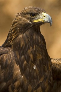 Golden Eagle (Aquila chrysaetos) female, Madrid, Spain