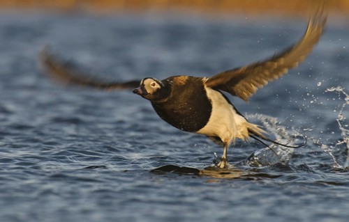 Long-tailed Duck (Clangula hyemalis) male, Alaska, USA