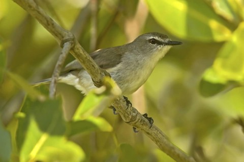 Mangrove Gerygone (Gerygone levigaster cantator), Queensland, Australia