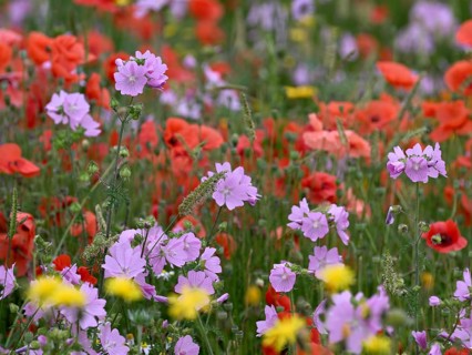 Species-rich, colourful flowering meadow with musk mallow (Malva moschata), Lower Rhine, North