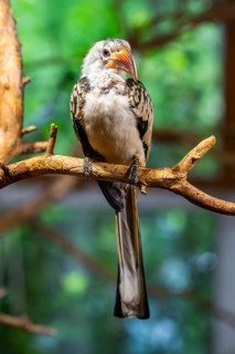 Northern red-billed hornbill (Tockus erythrorhynchus) sitting on a branch, captive, Bavaria,