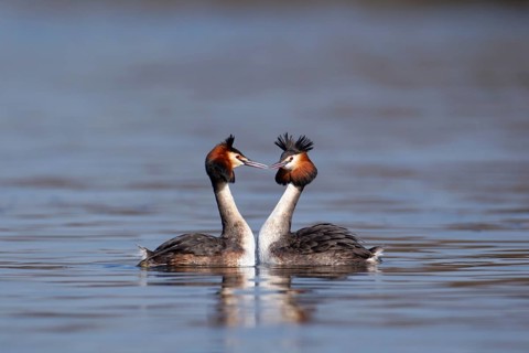 Great crested grebe (Podiceps cristatus) two adult birds performing their love courtship display on