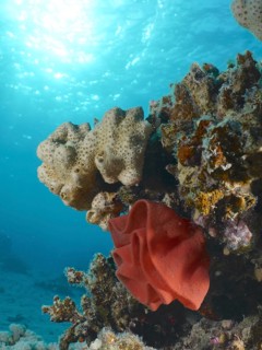 Spanish dancer spawn (Hexabranchus sanguineus)