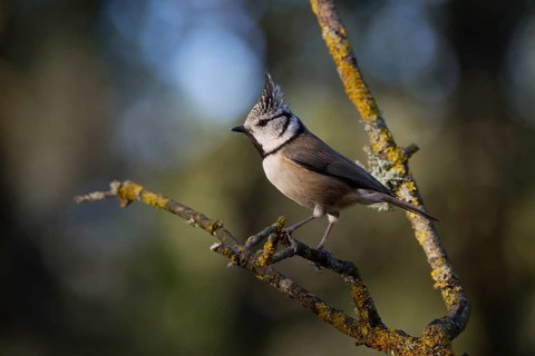A crested tit bird, Lophophanes cristatus, with striking plumage perches on a lichen-covered branch