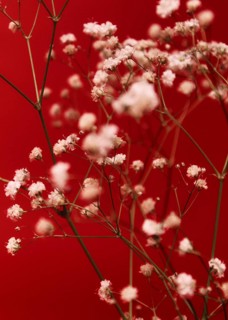 A stunning close up of delicate white flowers set against a vibrant red background. The soft focus