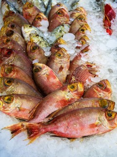 Red Sea Fish, Fish Market in Hurghada, Egypt