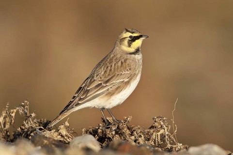 Horned Lark (Eremophila alpestris), Schleswig-Holstein, Germany