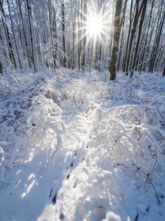 Beech woodland (Fagus sylvatica), trees and undergrowth covered in hoarfrost and snow in winter,