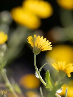 Photo art, depicted by blurred out of focus flowers of the rough hawksbeard (Crepis biennis),