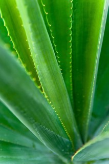 Agave (Agave Australis) plant, flora, detail, close up, medicine, health, medicinal plant,