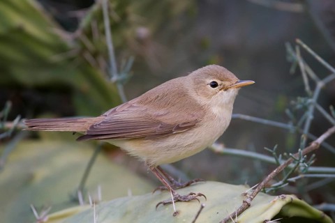 Eastern Olivaceous Warbler - Blassspoetter - Iduna pallida ssp. reiseri, Morocco